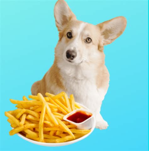Can Dogs Eat French Fries? Are French Fries Safe For ...